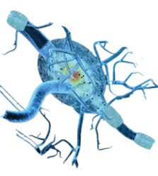 Autoimmune Icon