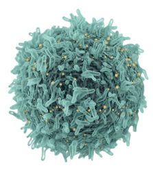 Oncology Icon