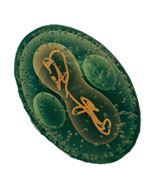 Rare Diseases Icon